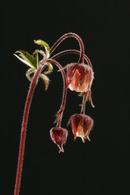 6544 Water Avens (Geum Rivale)